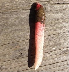 red pink worm in germany