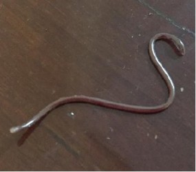 worm in Singapore