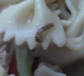 larva in soup