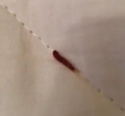 carpet beetle larva in Spain