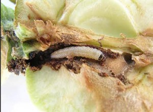 apple worm