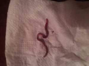 Earthworms in the Bathroom