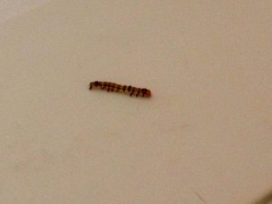 Striped Worm with Red Head in Kitchen