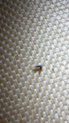 Tiny Worms in Mattress
