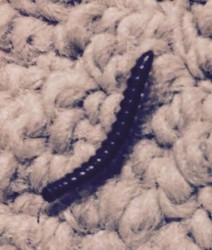 Inch-Long Tan Worms in Florida Apartment are Most Likely Millipedes