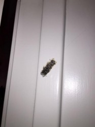 Worms in a cluster on the wall-larva?