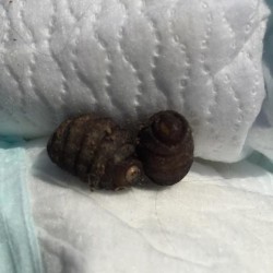 Fat, Squishy Brown Worms in Laundry Room