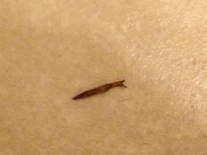 Slimy creature in Colorado home is a slug