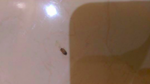 Reader's Different Sized Insects are Likely all Carpet Beetle Larva in Various Stages
