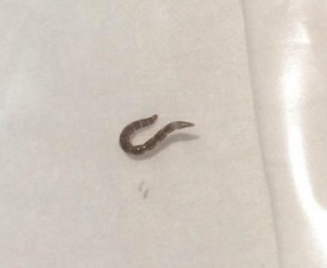 Gray 'Worms' in Toilet are Probably Fly Larva