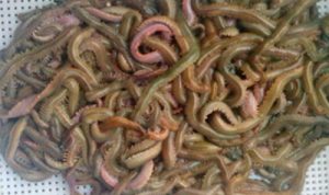 Raising Korean Lugworms