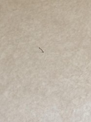 Tiny Brown Larvae in Kitchen are Moth Fly Larvae