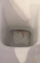 Worm in Toilet is a Bloodworm