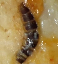 Reader Discovers Brown Worm in Cooked Chicken