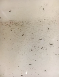 drain fly larva