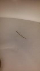 Worms in Bidet Could be Earthworms 