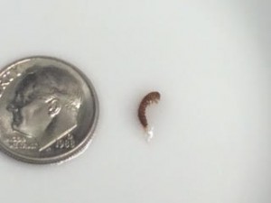 Carpet Beetle Larva Found in Cat’s Bowl
