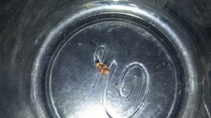 Black Beetles Found in Vermicomposter 