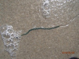 Blue Worm Found on the Beach 