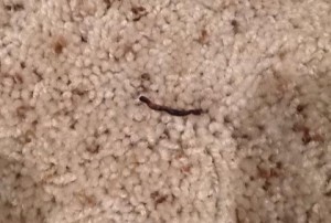 Earthworms Found in Carpet After Rain Storm