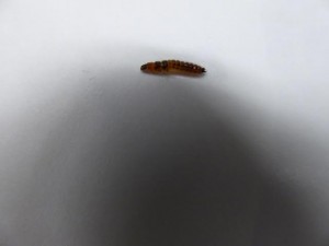 carpet beetle larva