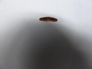 Brown Creature is Likely Carpet Beetle Larva 