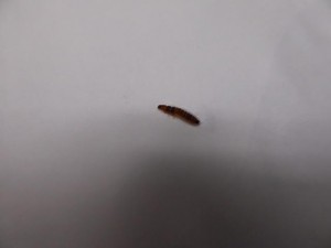 carpet beetle larva
