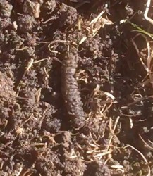 "Worm" in Dirt is a Caterpillar