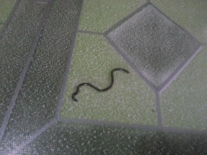Brown Lustrous Worm on Tile