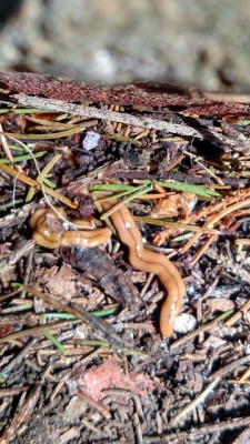 The Hammerhead Flatworms of France and the Threat They Pose