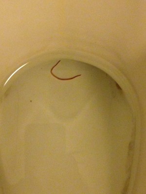 worm in toilet