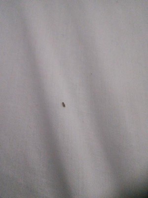Another Reader Discovers Carpet Beetle Larvae
