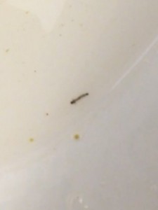 toilet worm
