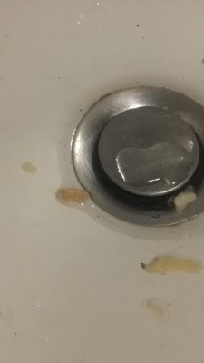 Slimy Worms Emerge From Sink