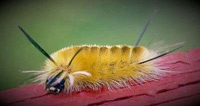 Stinging Caterpillar is Probably a Tussock Moth Caterpillar