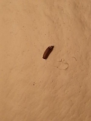 bug in the bathroom