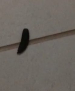 black soldier fly larva
