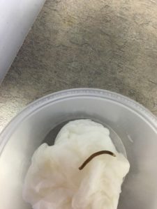 dark worm found in  toilet