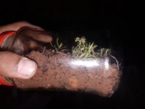 Terrarium Soil 