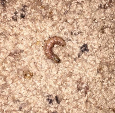 Brown Larvae On Carpet Is A Cutworm