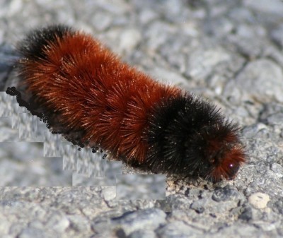 Woolly Worms or Wooly Bear six red segments