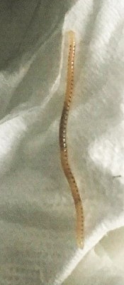 spotted snake millipede