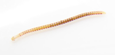 Semi-Transparent Worm with Spots is a Millipede