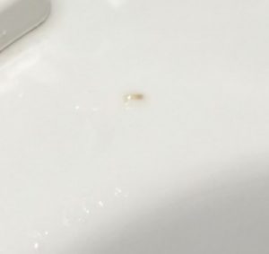 toilet worm