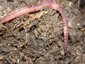 A tiger worm (Eisenia fetida). Photo By Rob Hille (Own work, CC BY-SA 3.0, via Wikimedia Commons)