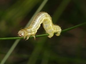 Geometridae caterpillar, photo by gbohne (CC BY-SA 2.0, via Wikimedia Commons)