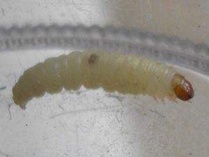 Larva of the Indian Meal Moth, Plodia interpunctella. Photo by By Pudding4brains (Own work, Public domain, via Wikimedia Commons) 