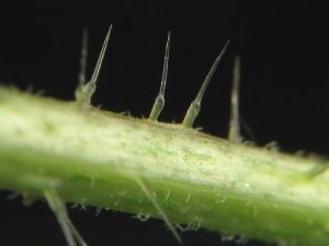 The stinging hairs of Urtica dioica. You can see the round tip (very small) at the very top of the hairs. By Jerome Prohaska (Own work) (via Wikimedia Commons, CC-BY-SA-3.0)