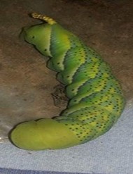 Mysterious Visitor is a Hornworm Caterpillar