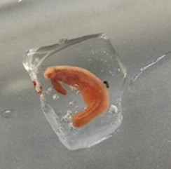 worm in ice cube cropped